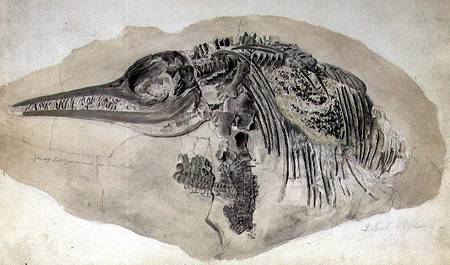 Young Ichthyosaurus from Lyme Regis a Scuola Inglese
