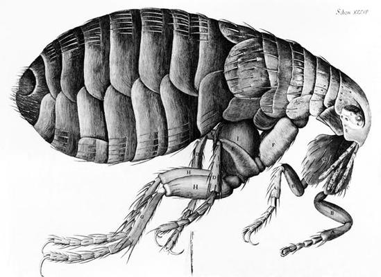 A Flea from Microscope Observation by Robert Hooke (1635-1703), 1665 (engraving) (b/w photo) a English School, (17th century)