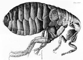 A Flea from Microscope Observation by Robert Hooke (1635-1703), 1665 (engraving) (b/w photo)