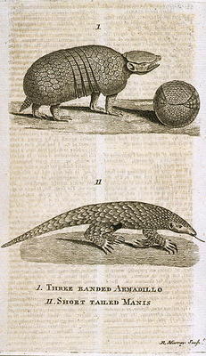 Three Banded Armadillo and Short Tailed Manis, from 'The Gentleman's Magazine', published c.1773, en a English School, (18th century)