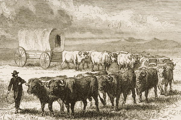 A Bullock Wagon Crossing the Great Plains between St. Louis and Denver, c.1870, from 'American Pictu a English School, (19th century)