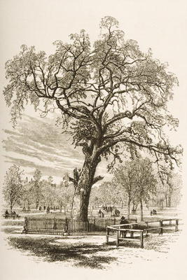 Liberty Tree, Boston Common, in c.1870, from 'American Pictures' published by the Religious Tract So a English School, (19th century)