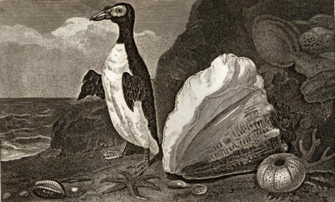 The Penguin with the conch and other shells and sponges (engraving) a English School, (19th century)