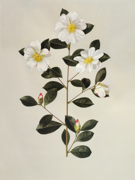 Camellia japonica (oil on paper) a English School, (20th century)