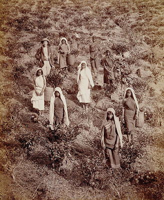 Tea Pickers in Ceylon, c.1900 (photo) a English School, (20th century)