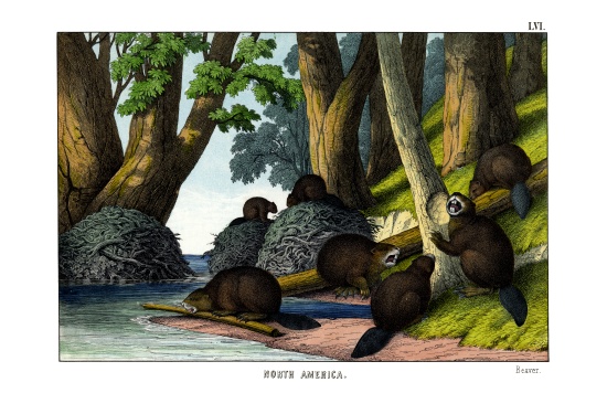 Beaver a English School, (19th century)