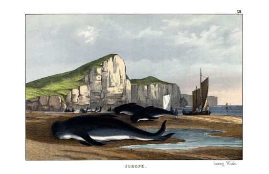 Caa'ing Whale a English School, (19th century)