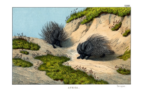 Crested Porcupine a English School, (19th century)