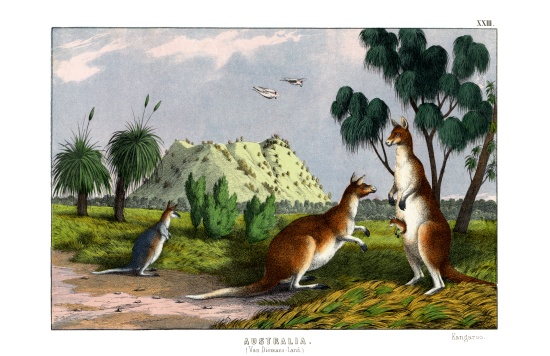 Eastern Grey Kangaroo a English School, (19th century)