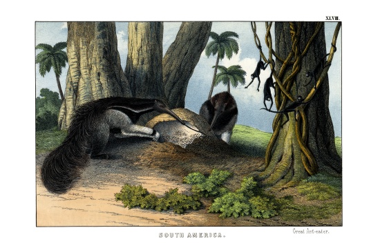 Great Anteater a English School, (19th century)
