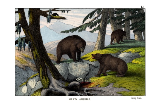 Grizzly bear a English School, (19th century)