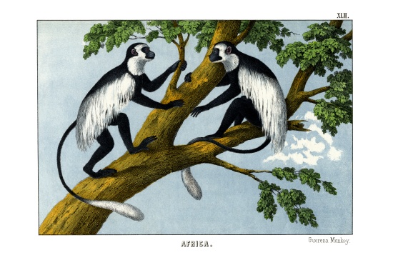 Guereza Monkey a English School, (19th century)