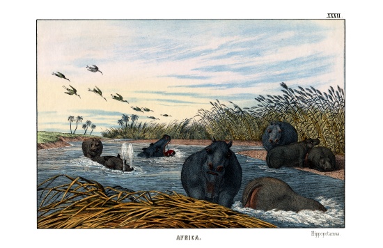 Hippopotamus a English School, (19th century)