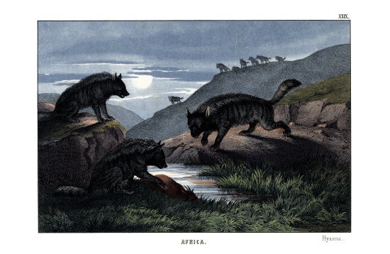 Hyena a English School, (19th century)