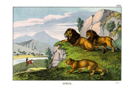 Lion a English School, (19th century)