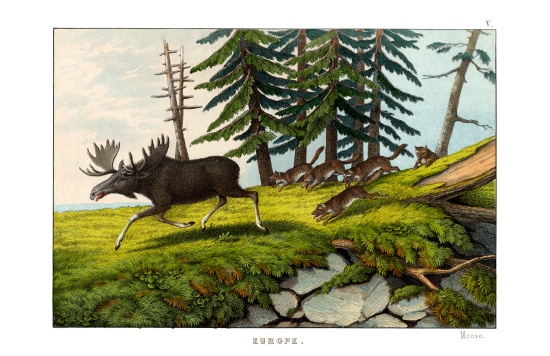 Moose-deer a English School, (19th century)