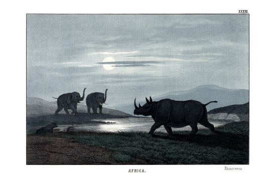 Rhinoceros a English School, (19th century)