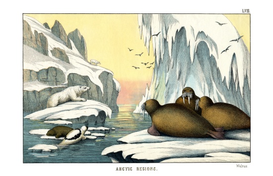 Walrus a English School, (19th century)
