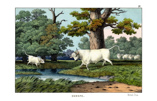 Wild Cattle of Britain a English School, (19th century)