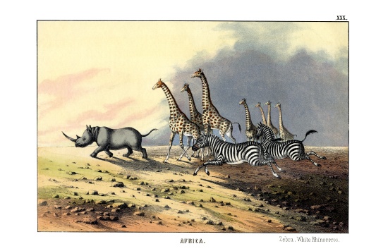 Zebra a English School, (19th century)