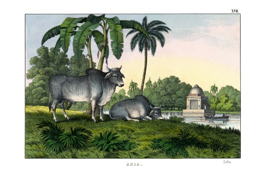 Zebu a English School, (19th century)