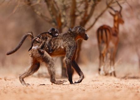 Baboon mother