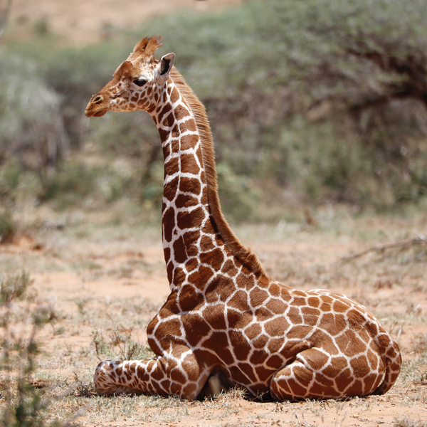 Baby giraffe, Loisaba a Eric Meyer