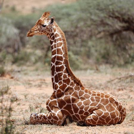 Baby giraffe, Loisaba