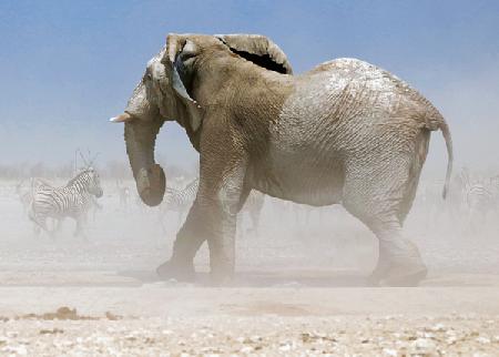 Bull Elephant, Etosha