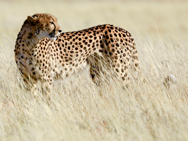 Cheetah, Etosha a Eric Meyer