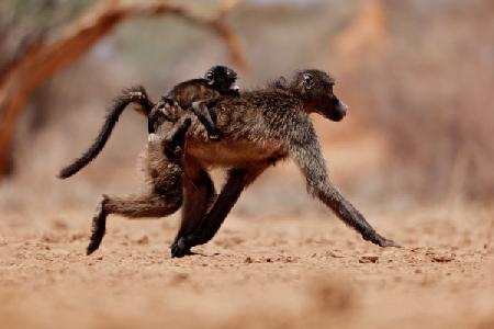 Hitching a ride (baboon)