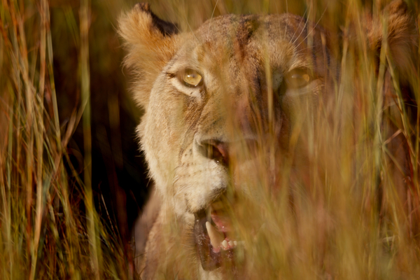 Lion in the grass a Eric Meyer