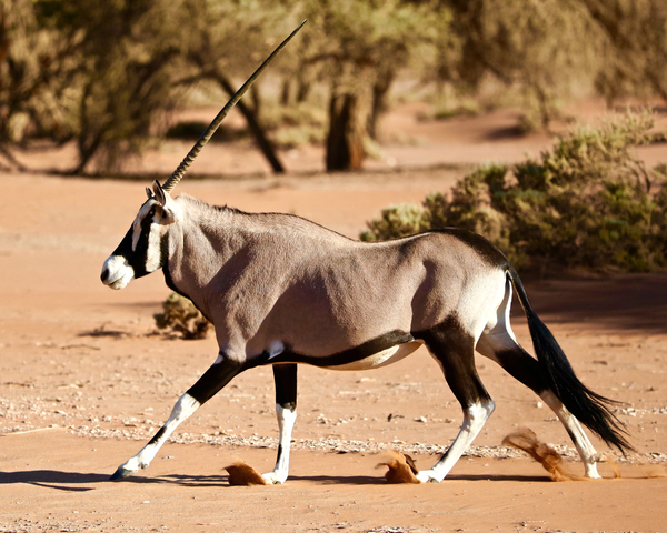 Oryx, Namib Desert a Eric Meyer