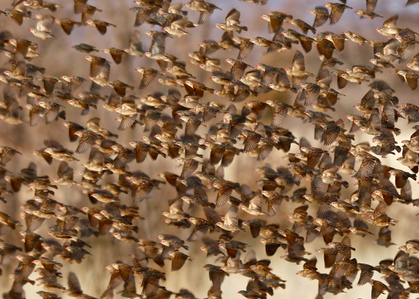 Safety in Numbers 3 (red-billed quelea), Namibia a Eric Meyer