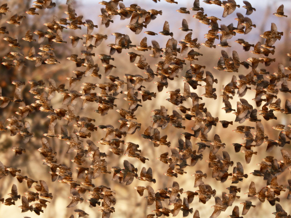 Safety in Numbers (red-billed quelea), Namibia a Eric Meyer