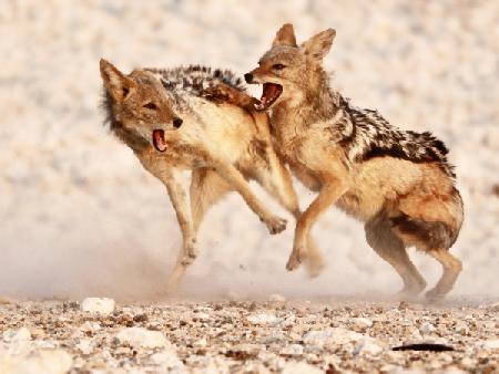 Sparring Jackals 2, Etosha