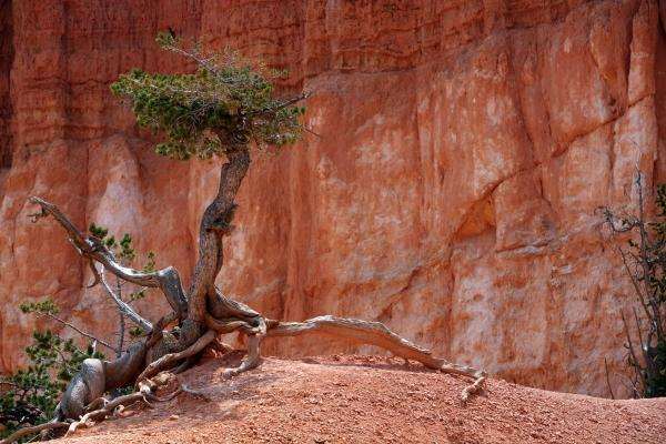 Baum im Bryce Canyon a Erich Teister