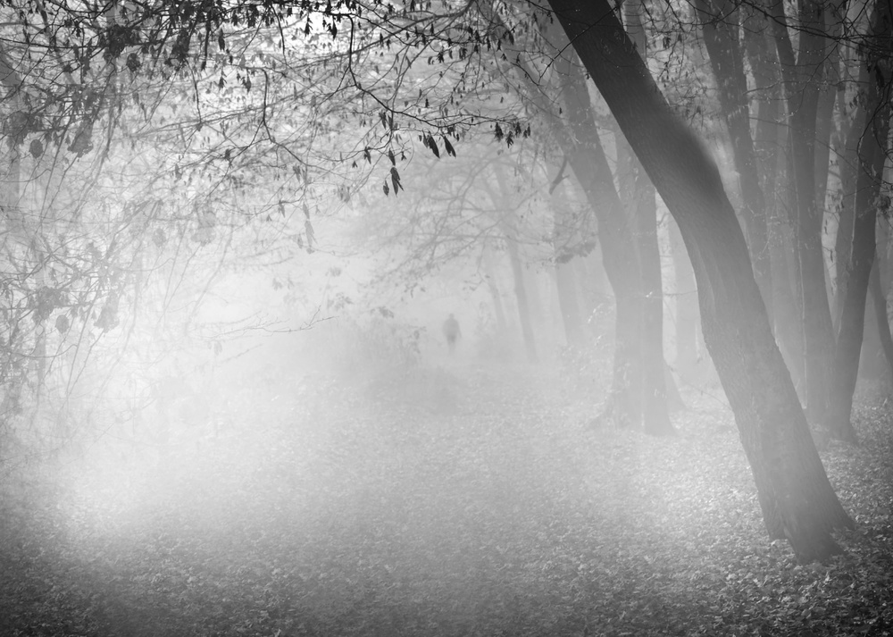 Fog in the Wood a Erich Tentschert