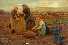 The Potato Pickers