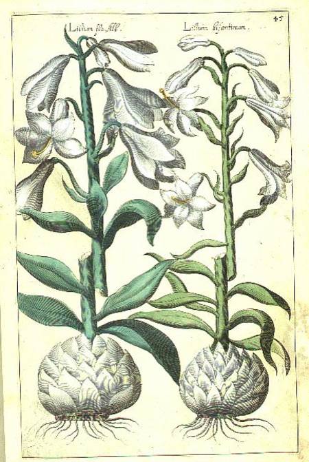 Lily: Two White varieties from `Theatrum Florae' a E.Sweert
