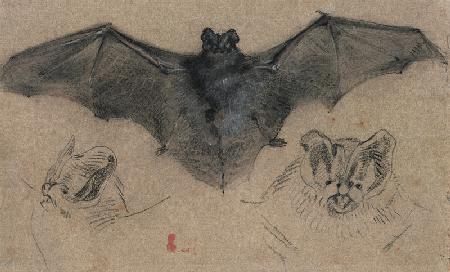 Bat