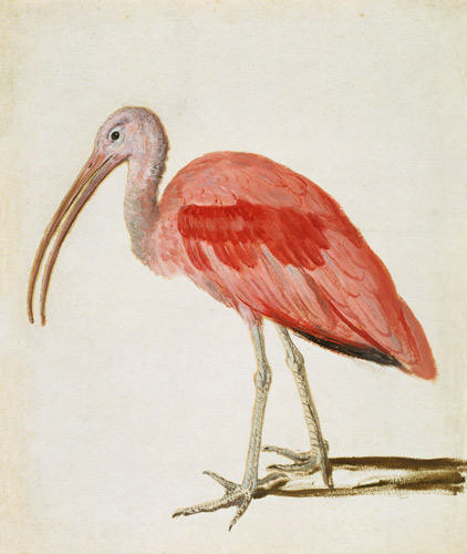 Ritratto di un ibis scarlatto a Scuola Europea