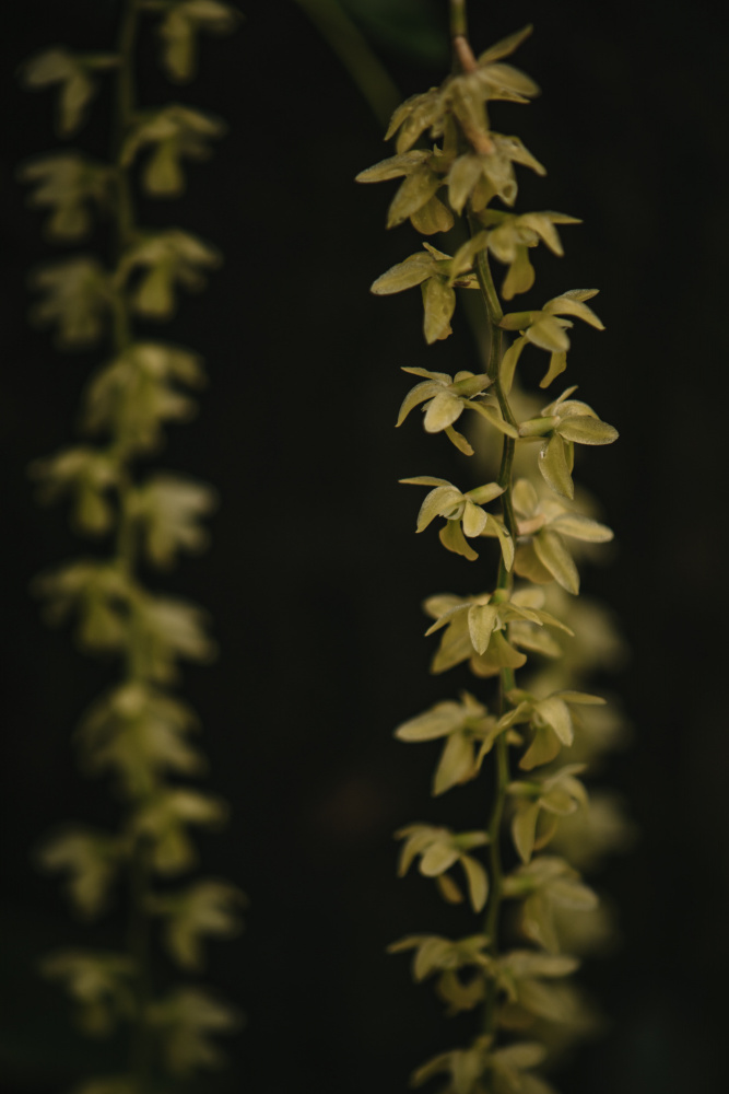 Botanical Series - Small Yellow Blossoms a Eva Bronzini