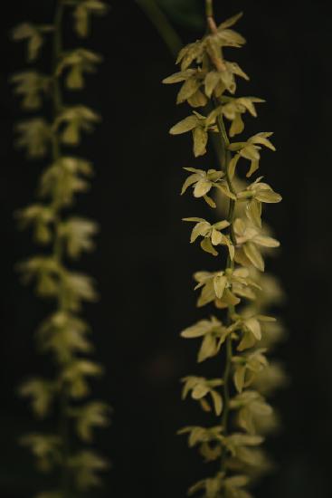 Botanical Series - Small Yellow Blossoms