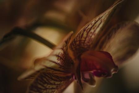 Botanical Series - Orchid 2/2