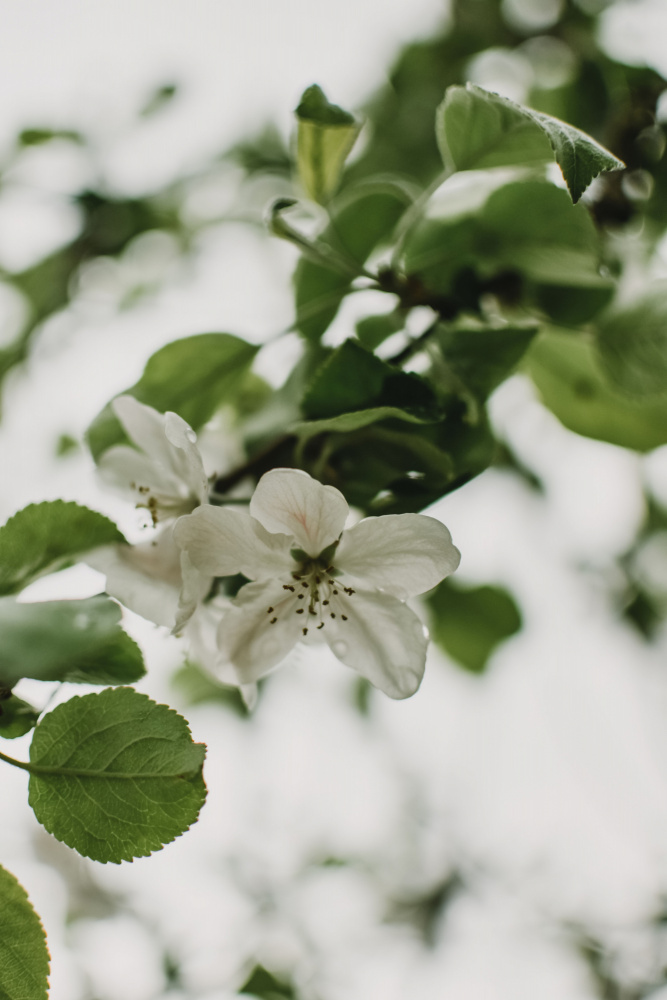 Spring Series - Apple Blossoms in the Rain 10/12 a Eva Bronzini
