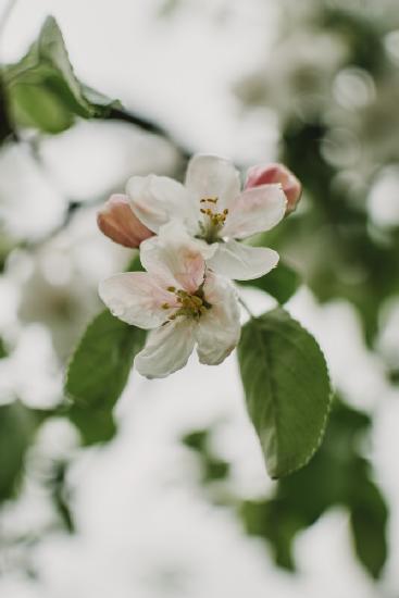 Spring Series - Apple Blossoms in the Rain 11/12