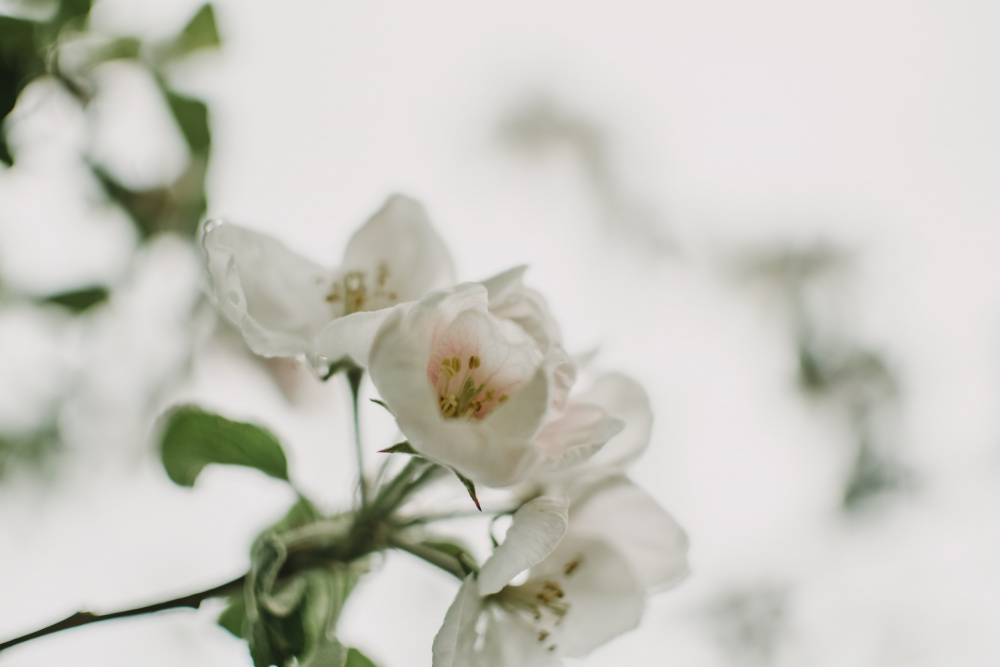 Spring Series - Apple Blossoms in the Rain 12/12 a Eva Bronzini