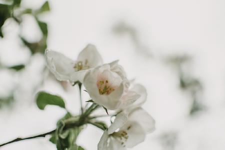 Spring Series - Apple Blossoms in the Rain 12/12