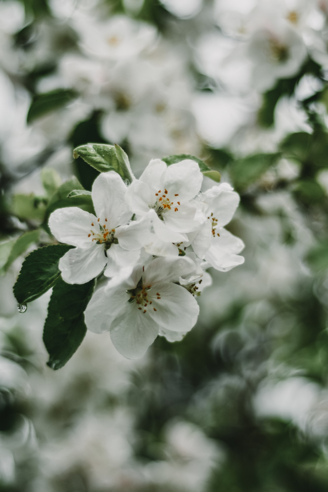 Spring Series - Apple Blossoms in the Rain 2/12 a Eva Bronzini